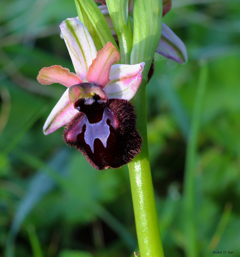 Ophrys sipontensis